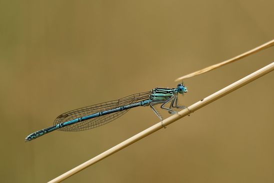 Blaue Federlibelle       Platycnemis pennipes         ( Baden - Württemberg Juni 2023 )