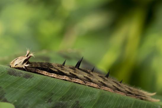 Bananenfalter     Raupe     Caligo eurilochus     (Alaris  Schmetterlingspark )