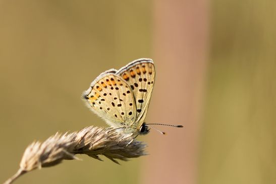 Brauner Feuerfalter / Schwefelvögelchen         Lycaena tityrus        männlich         ( Naturparadies Grünhaus   Brandenburg August 2024 )