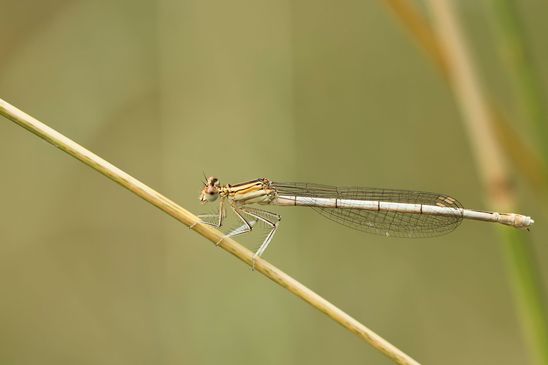  Blaue Federlibelle         Platycnemis pennipes        weiblich        ( Baden - Württemberg Juni 2023 )