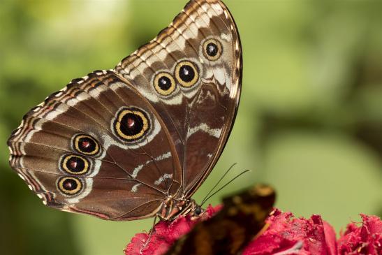 Bananenfalter     Caligo eurilochus     (Alaris  Schmetterlingspark )