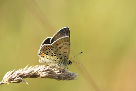 Brauner Feuerfalter / Schwefelvögelchen         Lycaena tityrus        männlich         ( Naturparadies Grünhaus   Brandenburg August 2024 )