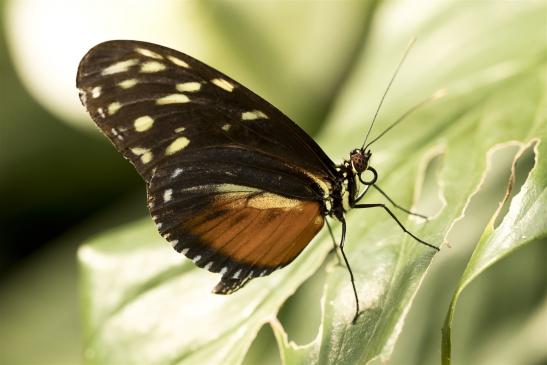 Tiger-Passionsblumenfalter      Heliconius hecale     (Alaris  Schmetterlingspark )     