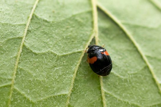 Dunkle Form vom Zehnpunkt-Marienkäfer         Adalia decempunctata         ( Baden - Württemberg Juni  2023 )