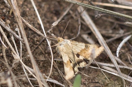 Karden - Sonneneule          Heliothis viriplaca         ( Brandenburg Juli 2026 )