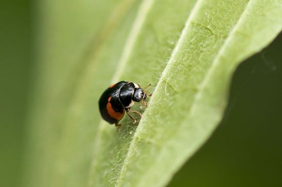 Dunkle Form vom Zehnpunkt-Marienkäfer         Adalia decempunctata         ( Baden - Württemberg Juni  2023 )