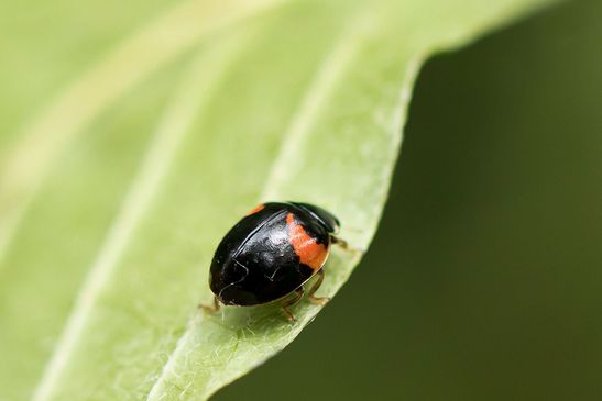 Dunkle Form vom Zehnpunkt-Marienkäfer         Adalia decempunctata         ( Baden - Württemberg Juni  2023 )
