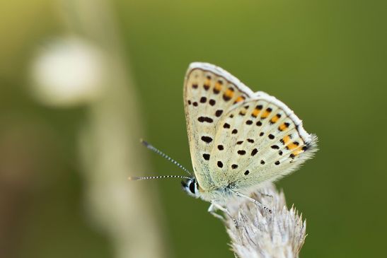 Brauner Feuerfalter / Schwefelvögelchen         Lycaena tityrus       männlich          ( Naturparadies Grünhaus   Brandenburg August 2024 )
