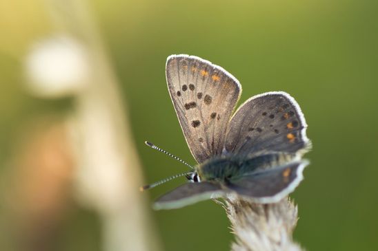 Brauner Feuerfalter / Schwefelvögelchen         Lycaena tityrus        männlich         ( Naturparadies Grünhaus   Brandenburg August 2024 )