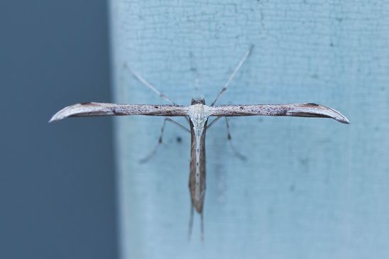ev. Windengeistchen         Emmelina monodactyla         ( Brandenburg Mai 2026 )