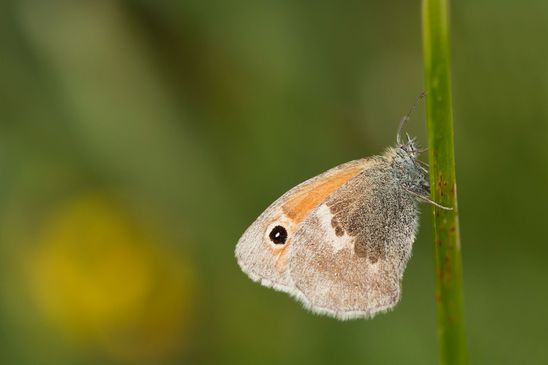 Kleines Wiesenvögelchen   Coenonympha pamphilus      ( Baden - Württemberg Juni  2023 )