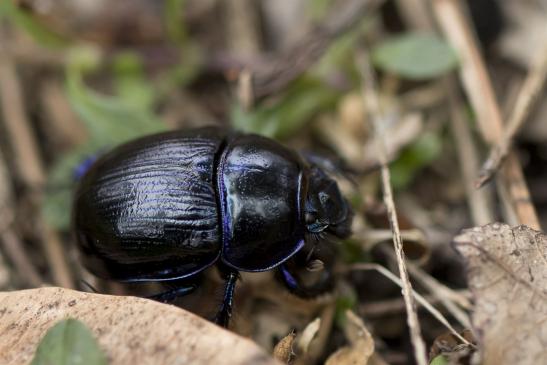 Waldmistkäfer       Anoplotrupes stercorosus       ( Sachsen - Anhalt  Oktober  2020 )