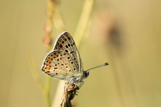 Brauner Feuerfalter / Schwefelvögelchen         Lycaena tityrus        männlich         ( Naturparadies Grünhaus   Brandenburg August 2024 )