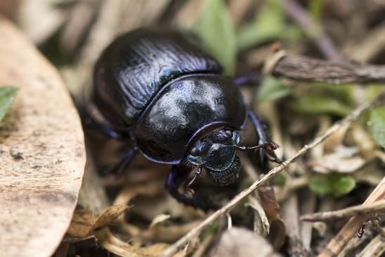 Waldmistkäfer       Anoplotrupes stercorosus       ( Sachsen - Anhalt  Oktober  2020 )
