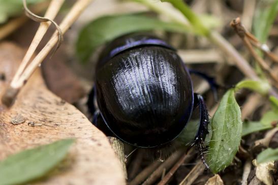 Waldmistkäfer       Anoplotrupes stercorosus       ( Sachsen - Anhalt  Oktober  2020 )