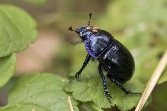 Waldmistkäfer  mit  Milben      Anoplotrupes stercorosus       ( Sachsen - Anhalt  Oktober  2020 )