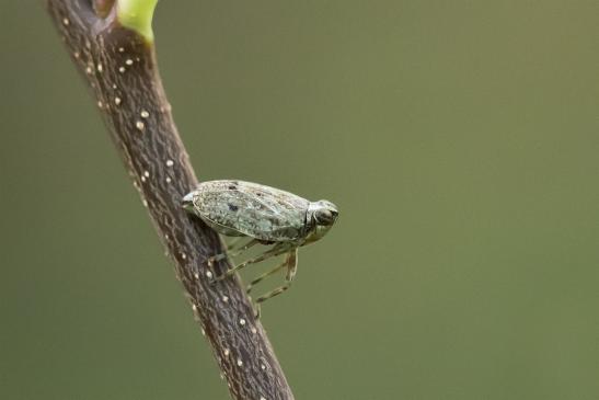 Echte Käferzikade       Issus coleoptratus       ( Sachsen - Anhalt  Oktober  2020 )
