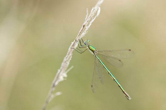 noch unbestimmt        ( Naturparadies Grünhaus   Brandenburg August 2024 )