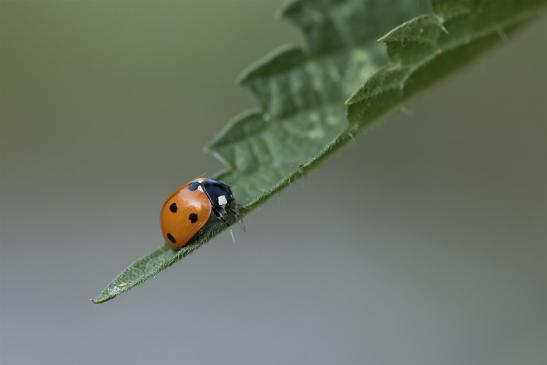  Siebenpunkt Marienkäfer     Coccinella septempunctata      ( Sachsen-Anhalt Juni 2020 )