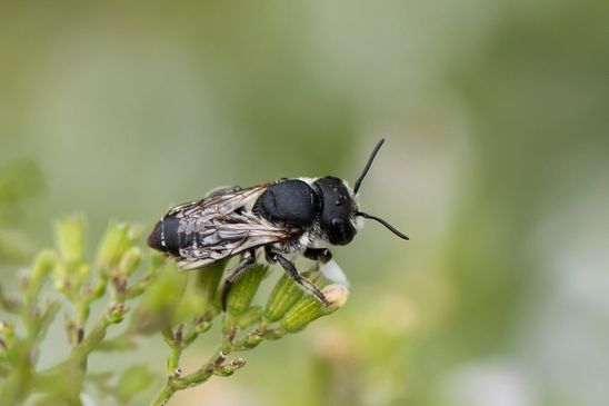 noch unbestimmt      ( Brandenburg  August 2024 )