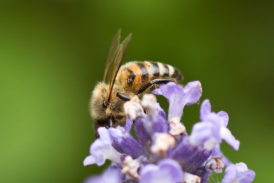 Honigbiene     Apis mellifera      ( Sachsen - Anhalt  Juni   2023 )      