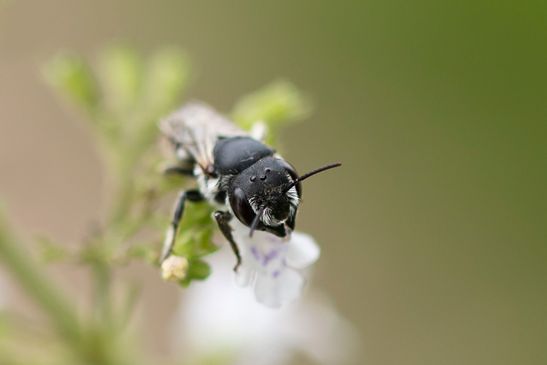 noch unbestimmt      ( Brandenburg  August 2024 )