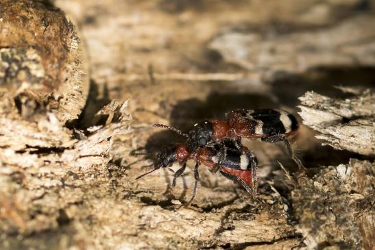 Ameisenbuntkäfer       Thanasimus formicarius         ( Sachsen-Anhalt Mai 2021 ) 