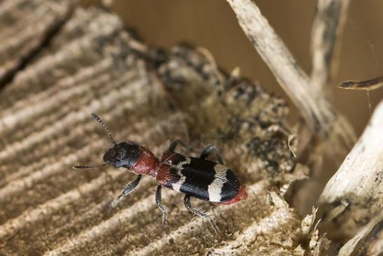 Ameisenbuntkäfer       Thanasimus formicarius         ( Sachsen-Anhalt Mai 2021 ) 