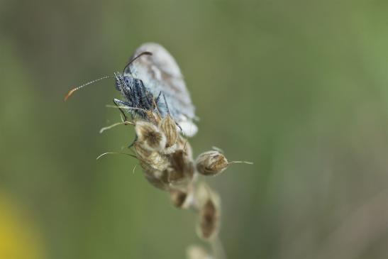 Kleines Wiesenvögelchen   Coenonympha pamphilus      ( Sachsen-Anhalt Juni 2020 )