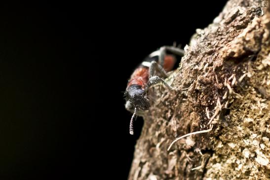 Ameisenbuntkäfer       Thanasimus formicarius         ( Sachsen-Anhalt Mai 2021 ) 