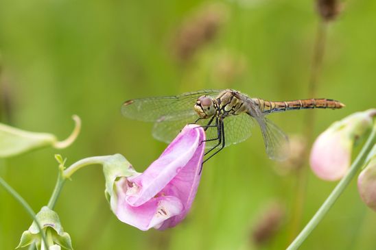 Blutrote Heidelibelle      Sympetrum sanguineum    weiblich oder unausgefärbtes Männchen        ( Brandenburg 2024 )