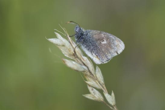 Kleines Wiesenvögelchen   Coenonympha pamphilus      ( Sachsen-Anhalt Juni 2020 )