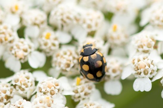 Trockenrasen - Marienkäfer       Coccinula quatuordecimpustulata        ( Brandenburg   August 2024 )