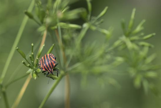 Streifenwanze     Graphosoma lineatum      ( Sachsen-Anhalt Juni 2020 )