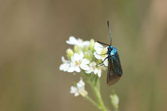 Heide - Grünwidderchen           Rhagades pruni          (Brandenburg Juli 2026 )