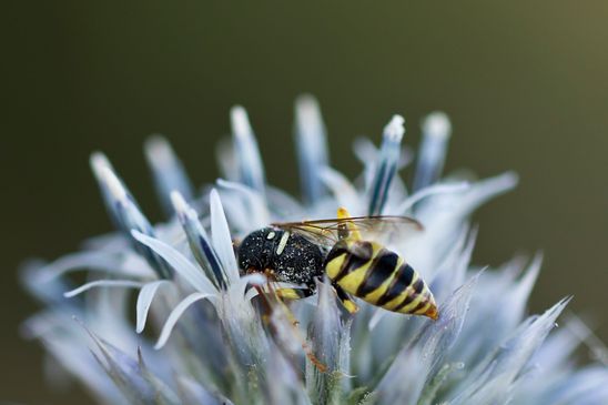 Bienenwolf        Philanthus triangulum         ( Sachsen - Anhalt Juli 2023 )