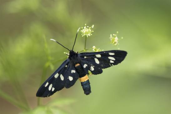 Weißfleck-Widderchen      Syntomis phegea        ( Sachsen-Anhalt Juni 2020 )  