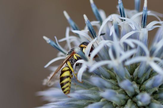 Bienenwolf        Philanthus triangulum         ( Sachsen - Anhalt Juli 2023 )