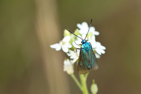 Heide - Grünwidderchen           Rhagades pruni          (Brandenburg Juli 2026 )