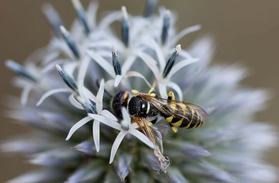 Bienenwolf        Philanthus triangulum         ( Sachsen - Anhalt Juli 2023 )
