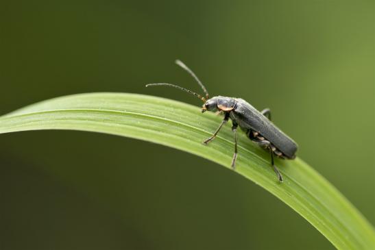 Weichkäfer       Cantharis obscura oder Cantharis paradoxa       ( Sachsen-Anhalt Mai 2021 ) 