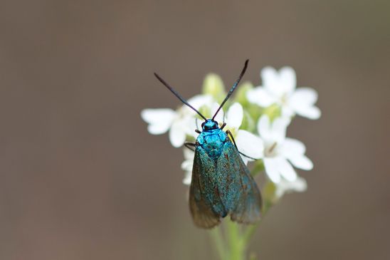 Heide - Grünwidderchen           Rhagades pruni          (Brandenburg Juli 2026 )