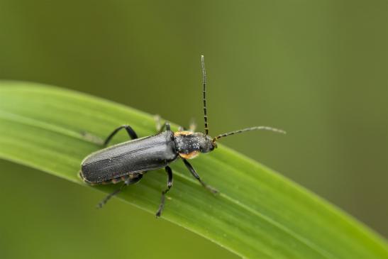 Weichkäfer       Cantharis obscura oder Cantharis paradoxa       ( Sachsen-Anhalt Mai 2021 ) 