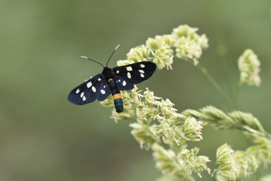 Weißfleck-Widderchen      Syntomis phegea        ( Sachsen-Anhalt Juni 2020 )  