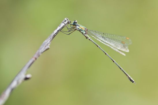 Westliche Weidenjungfer        Chalcolestes viridis ???       ( Sachsen-Anhalt September 2024 )