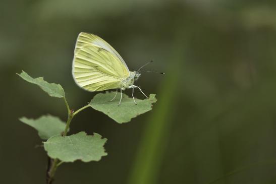 Rapsweißling     Pieris napi      ( Sachsen-Anhalt Juni 2020 )  