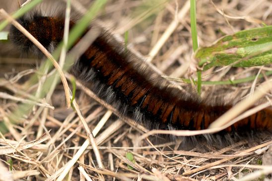 ev. Brombeerspinner    ältere Raupe           ( Sachsen - Anhalt September  2024 )  