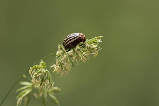 Kartoffelkäfer     Leptinotarsa decemlineata      ( Sachsen-Anhalt Juni 2020 )  