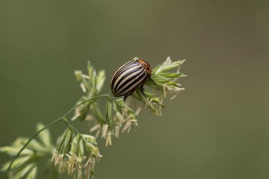 Kartoffelkäfer     Leptinotarsa decemlineata      ( Sachsen-Anhalt Juni 2020 )  