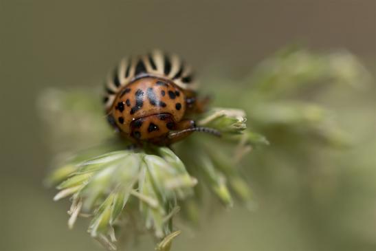 Kartoffelkäfer     Leptinotarsa decemlineata      ( Sachsen-Anhalt Juni 2020 )  